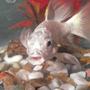 freshwater fish - cyprinus carpio - butterfly koi stocking in 60 gallons tank - BUTTERFLY MILKY CARP