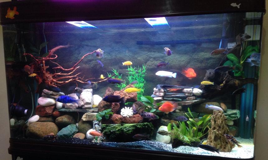 Rated #30: 75 Gallons Freshwater Fish Tank - new set up