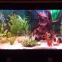 55 gallons freshwater fish tank (mostly fish and non-living decorations) - Cichlid tank
