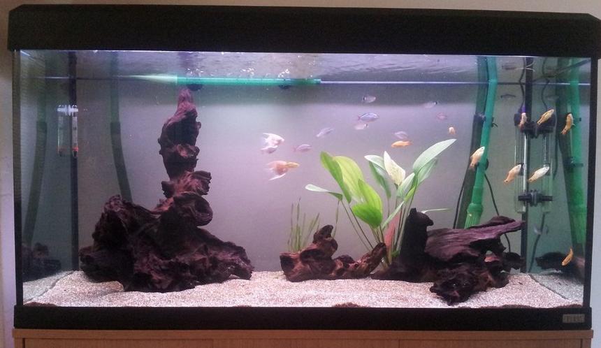 Rated #84: 55 Gallons Freshwater Fish Tank - my 55 gallon tank, lots of bogwood, Angel fish, Tetras and dwarf rainbow fish