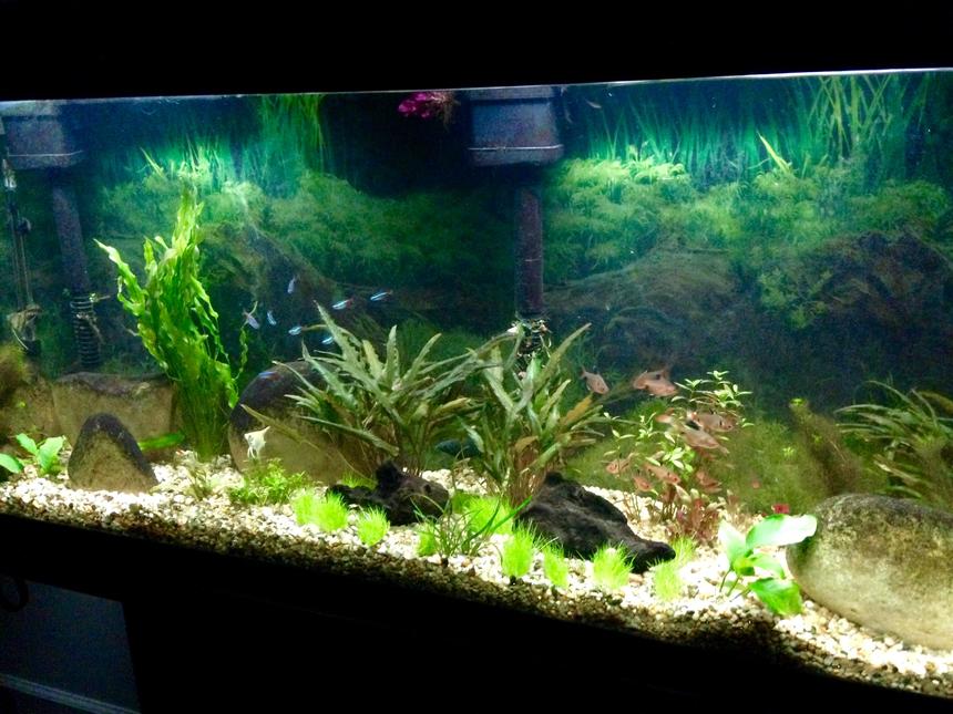 Rated #60: 55 Gallons Planted Tank - a 55 gallon with some plants and young angels