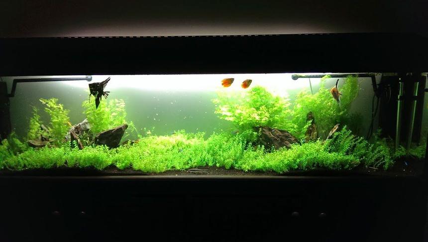 Rated #8: 75 Gallons Planted Tank - My 6ft low-tech planted tank