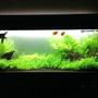 75 gallons planted tank (mostly live plants and fish) - My 6ft low-tech planted tank