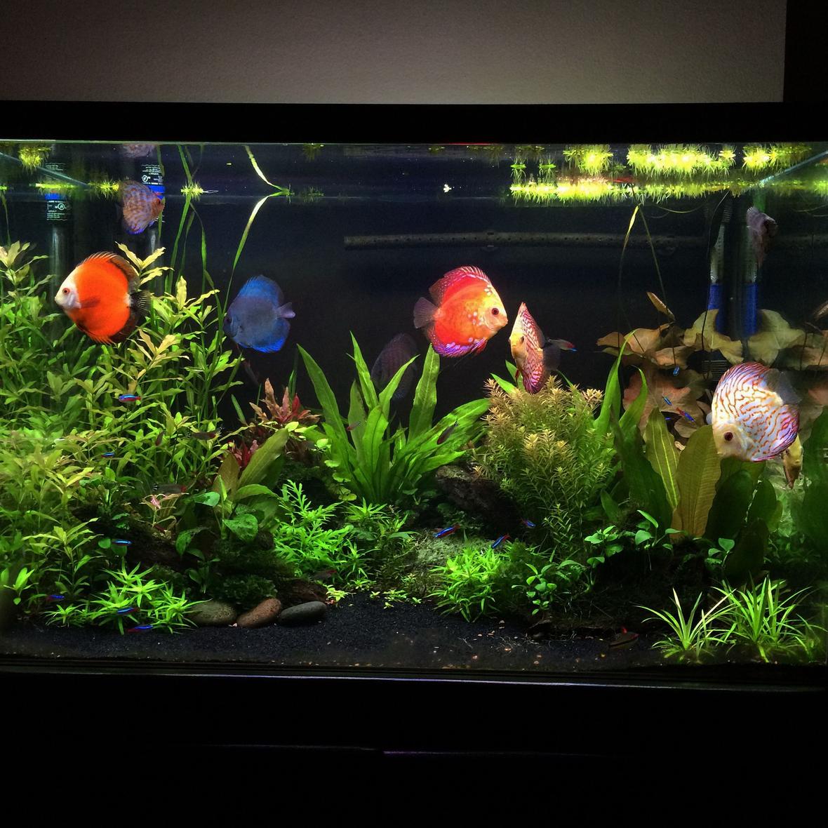 90 gallons planted tank (mostly live plants and fish) - Planted Discus tank