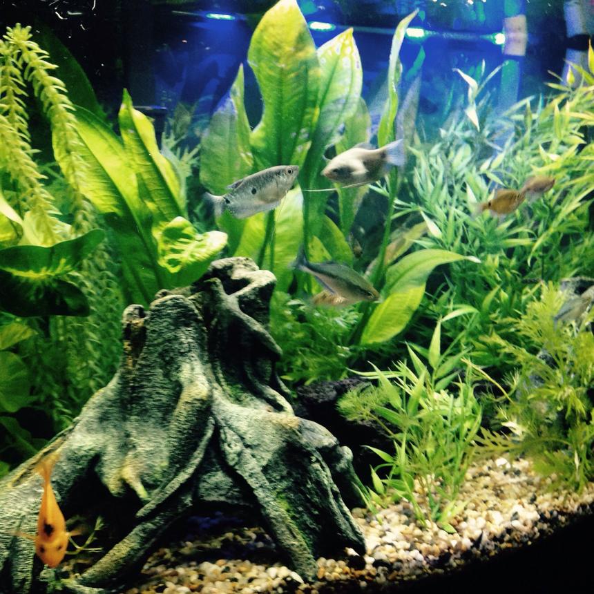 Rated #33: 40 Gallons Freshwater Fish Tank - They respond to my presents