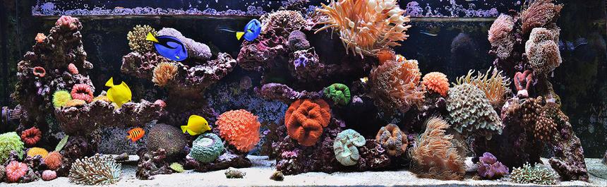 Rated #1: 240 Gallons Reef Tank - 240g Mixed Reef Tank