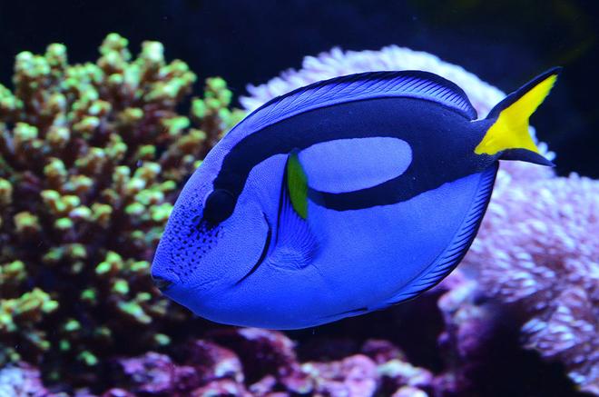 saltwater fish - paracanthurus hepatus - blue tang stocking in 240 gallons tank - My Blue Tang