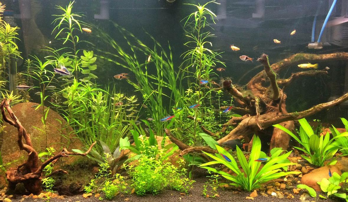 56 gallons planted tank (mostly live plants and fish) - My Planted 55g