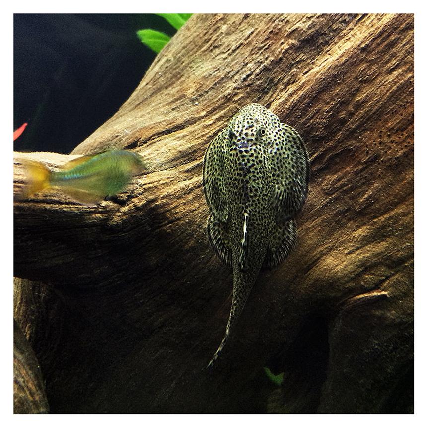 Rated #8: Freshwater Fish - Beaufortia Kweichowensis - Butterfly Hillstream Loach Stocking In 60 Gallons Tank - My hillstream loach chowing down on some driftwood. There's also a (very motion-blurred) dwarf rainbow fish trying to get a closer look at it.