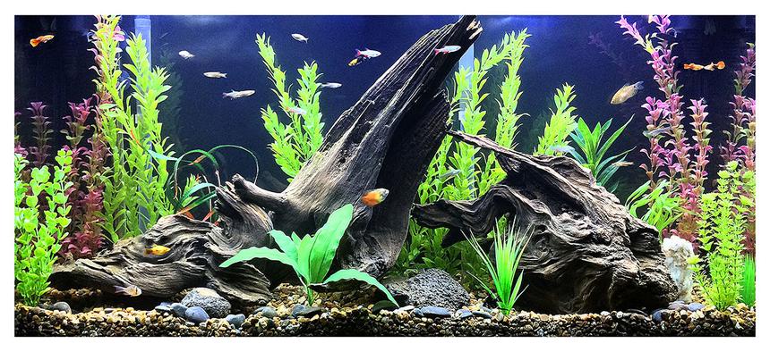 Rated #3: Fish Tank Picture - Here's a closeup of the inside of my tank.