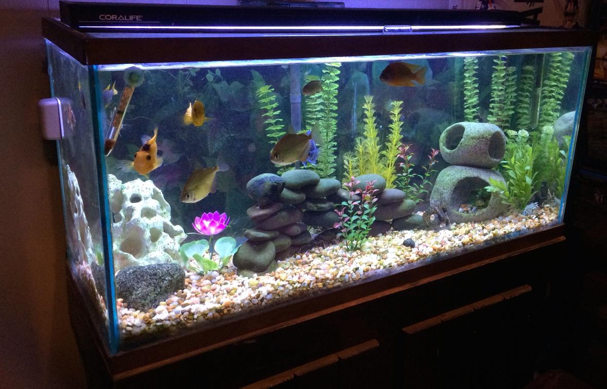 30 gallons freshwater fish tank (mostly fish and non-living decorations) - 30 gallon African Cichlid Tank