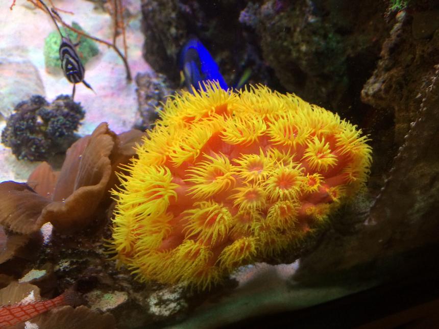 Rated #5: Corals Inverts - Tubastrea Sp. - Sun Coral Stocking In 80 Gallons Tank - Sun coral