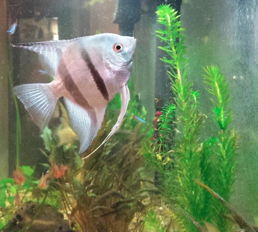 Rated #18: Freshwater Fish - (pterophyllum Sp.) - Blue Angelfish Stocking In 55 Gallons Tank - My blue angel.