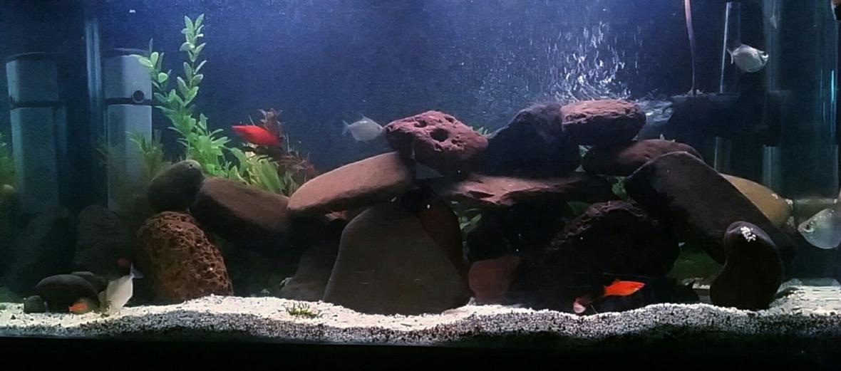 300 gallons freshwater fish tank (mostly fish and non-living decorations) - DISPLAY TANK WITH FRONTOSA AND SILVER DOLLARS