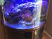 view more best photos of variety 76 gallons tanks 