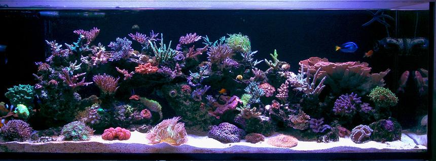 Rated #2: 105 Gallons Reef Tank - Updated Pic