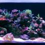 105 gallons reef tank (mostly live coral and fish) - Updated Pic