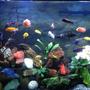 75 gallons freshwater fish tank (mostly fish and non-living decorations) - new set up