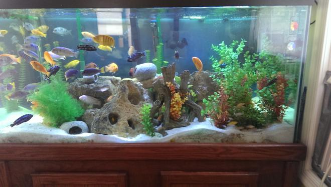 120 gallons freshwater fish tank (mostly fish and non-living decorations) - Assortment of African Cichlids - All from Lake Malawi