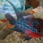 freshwater fish - cichlasoma sp. - flower horn cichlid stocking in 500 gallons tank - Flowerhorn... Pls rate..