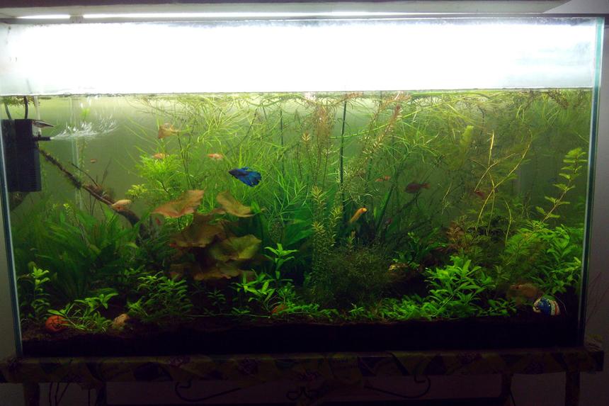 Rated #40: 80 Gallons Planted Tank - 80 gallon planted tank. This has java moss, anubias nana, some lilies. Fishes like fighter, tetra and shrimps like ghost and cherry shrimp.
