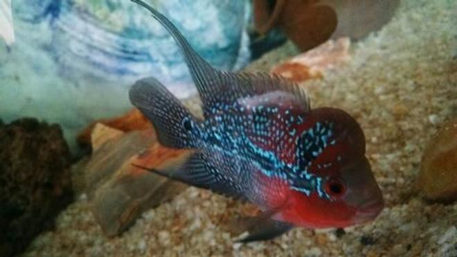 freshwater fish - cichlasoma sp. - flower horn cichlid stocking in 500 gallons tank - Flowerhorn 3 inches... Pls rate it