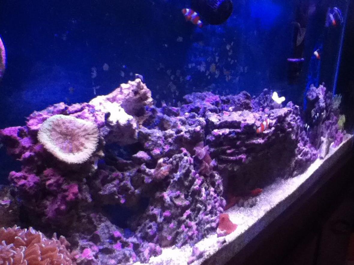 50 gallons reef tank (mostly live coral and fish) - Growing reef tank 7 months in.