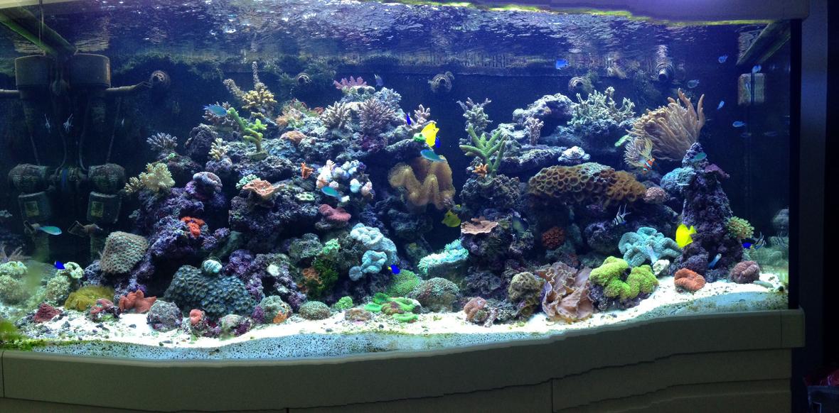65 gallons reef tank (mostly live coral and fish) - My tank