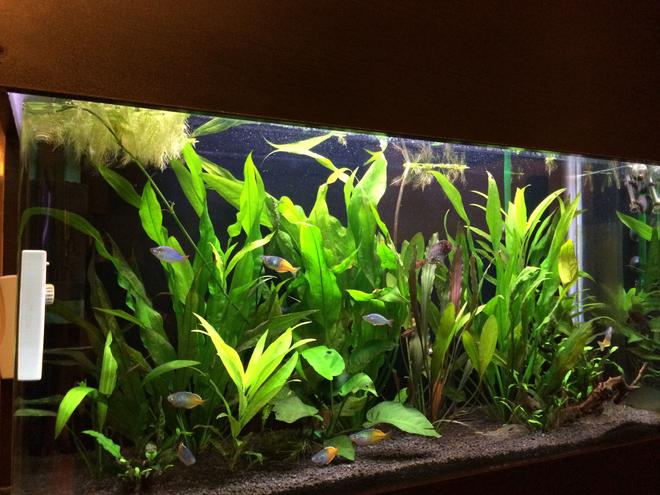 63 gallons planted tank (mostly live plants and fish) - tank