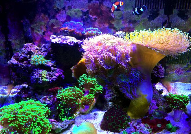 29 gallons reef tank (mostly live coral and fish) - 2 years Running: 29 gallon biocube. 2 Oce clowns (orange & black), 1 coral beauty angel, Branching Duncan Coral, 2 T-maxima clams (black & blue), 3 green tip frogspawn, green striped mushrooms, yellow sun coral, leather toadstool, favia, small zoa colony, green elegance coral. LED lighting.