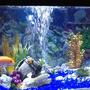 40 gallons freshwater fish tank (mostly fish and non-living decorations) - African cichlid tank