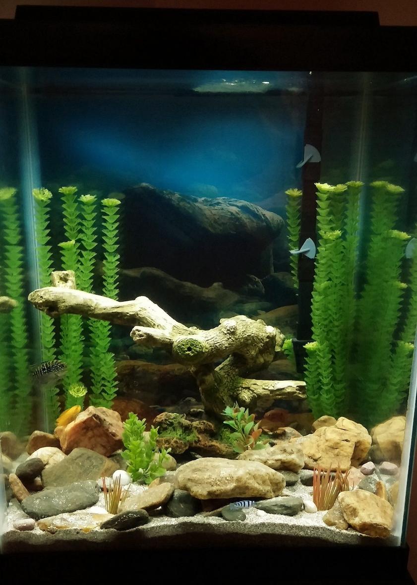 Rated #58: 37 Gallons Freshwater Fish Tank - 2 months in on my 1st tank.