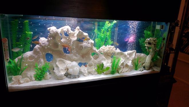 55 gallons freshwater fish tank (mostly fish and non-living decorations) - Texas Holy Rock Freshwater mix tank.