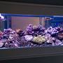75 gallons reef tank (mostly live coral and fish) - Here Is my 11 month old new thank setup update. i added alot of soft coral and anomies !