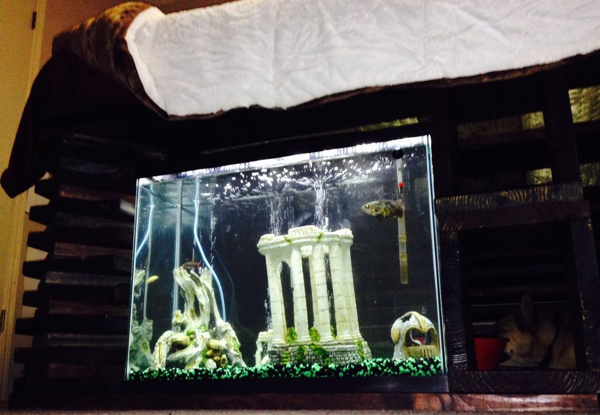 37 gallons freshwater fish tank (mostly fish and non-living decorations) - 37 gallon tank built in under my bed where my dog gets to look at the fish while he is in his "room"