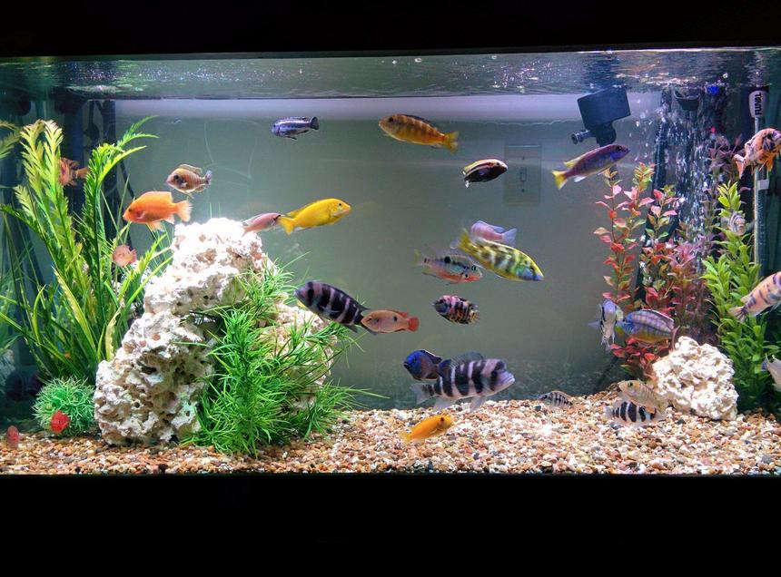Rated #31: 90 Gallons Freshwater Fish Tank - Cichlids n such