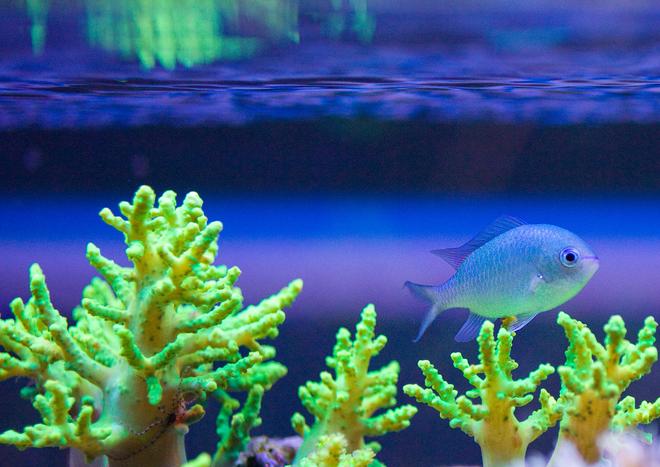 corals inverts stocking in 52 gallons tank - This my Green Chromis Damsel