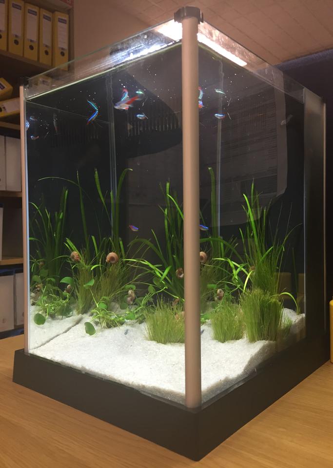 3 gallons planted tank (mostly live plants and fish) - The end of my desk : )