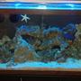 40 gallons saltwater fish tank (mostly fish, little/no live coral) - tank