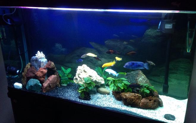 75 gallons freshwater fish tank (mostly fish and non-living decorations) - New set up for tropheus