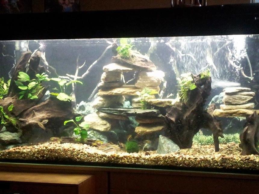 Rated #32: 65 Gallons Planted Tank - new set up 3.0 
anubias,dwarf crybensis, black neon, black ghost, clown loach,