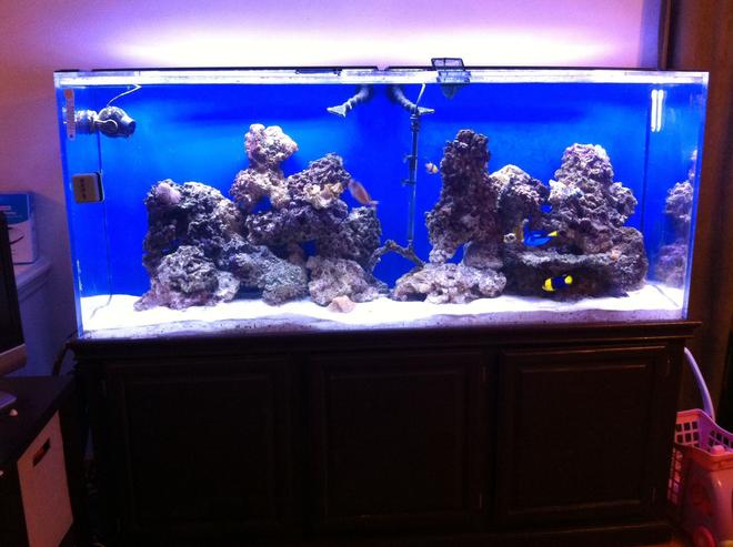 225 gallons saltwater fish tank (mostly fish, little/no live coral) - 225 gal saltwater fish tank one month 'old'