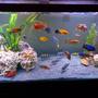 90 gallons freshwater fish tank (mostly fish and non-living decorations) - Waiting on new sand to settle.