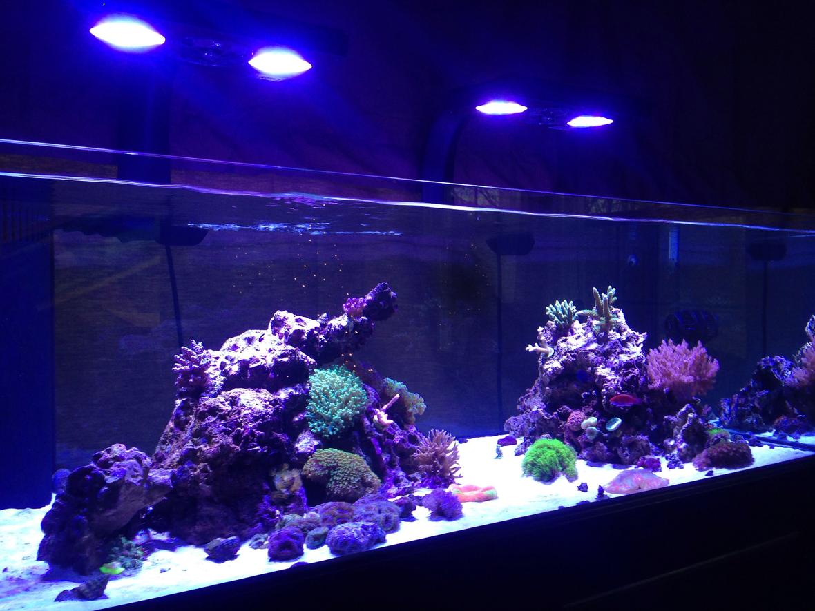 80 gallons reef tank (mostly live coral and fish) - FTS of 80gal Deep Blue Reef Ready, lit by 2 Ecotech Radion Pro LED fixtures with RMS mounts and 2 MP10wES pumps.