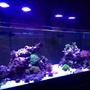 80 gallons reef tank (mostly live coral and fish) - FTS of 80gal Deep Blue Reef Ready, lit by 2 Ecotech Radion Pro LED fixtures with RMS mounts and 2 MP10wES pumps.