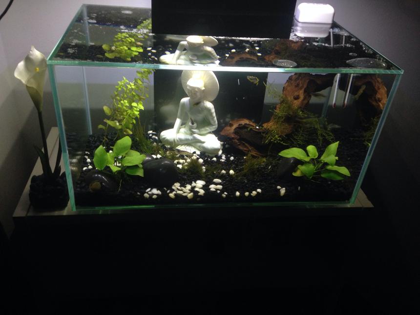 Rated #87: 6 Gallons Freshwater Fish Tank - 6 gallon nano tank in progress. Only 3 months old. Advice is welcome !
