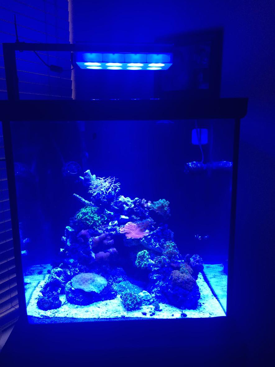 Rated #35: 60 Gallons Reef Tank - Newly started reef tank