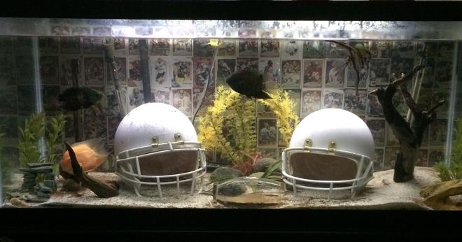 75 gallons freshwater fish tank (mostly fish and non-living decorations) - Ultimate Football Fan Aquarium!