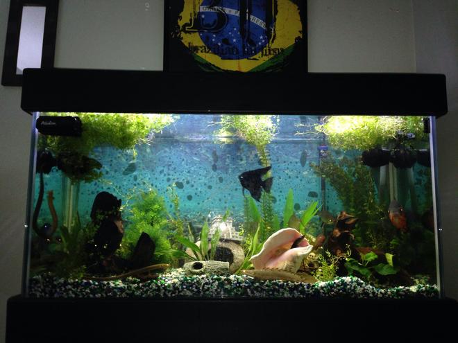 90 gallons planted tank (mostly live plants and fish) - This amazon river inspired fish tank is a diverse ecosystem with predators from all around the world. I wish i could give you the technical names but I do not know half of them. The Alpha in the tank is Oscar. He must hunt fast though multiple sharks circle underneath waiting for their chance to pounce. Any fish who dare swim near the river floor must be aware of the many eels, rope fish and ghost knifes waiting to attack. And be on the look out for the twin Dragons. Always looking for prey to thrash to pieces. With both natural and artificial plant life this habitat is a thriving ecosystem that you don't want to miss!