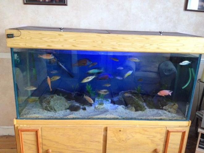 450 gallons freshwater fish tank (mostly fish and non-living decorations) - Mixed cichlid haps and Mbuna